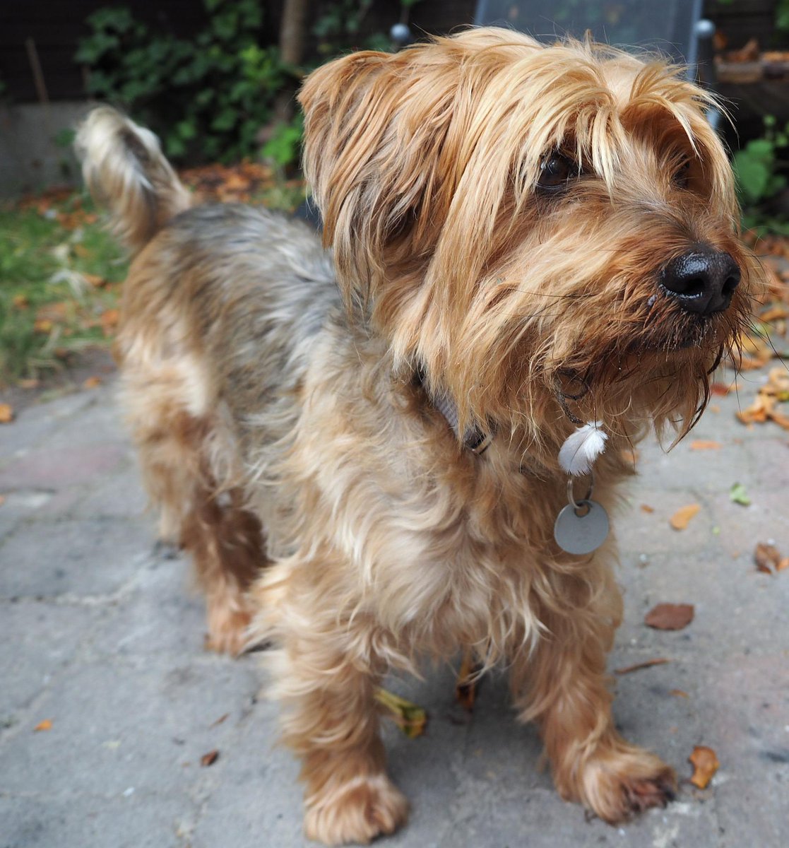 AnimalAlert's tweet photo. Vermist: reu, Yorkshire terrier, beige/grijs, Utrecht, 23-01-2015. Gevonden? http://t.co/NSCkaEieqt http://t.co/yh3GUQCcmp