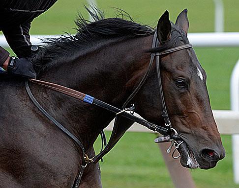 jonatanmezalg's tweet photo. Veremos si saca algo de garra de su madre ZENYATTA(Street Cry) #CosmicOne http://t.co/gN13RxM58F