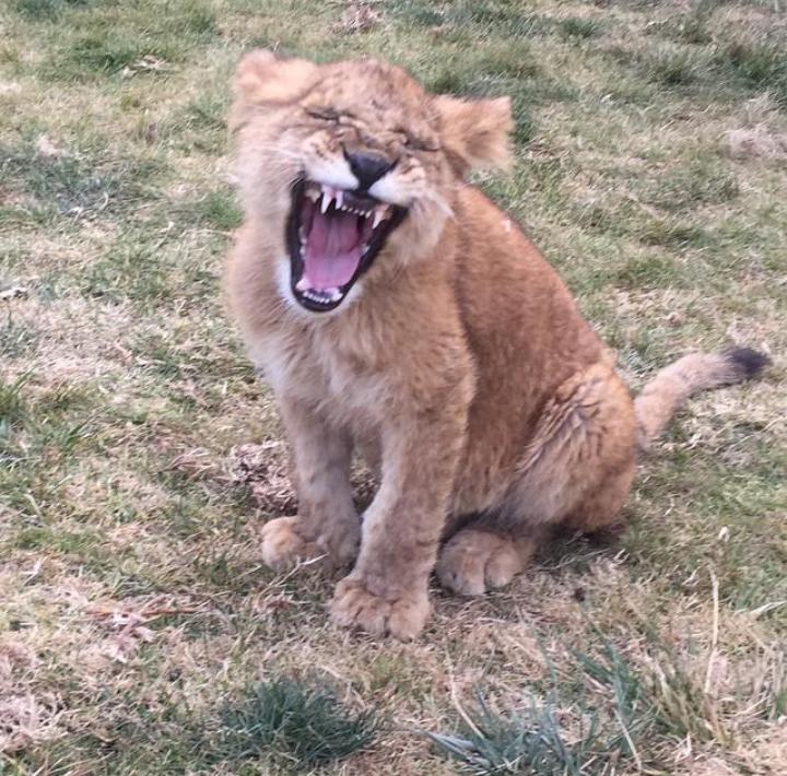 nathaliiie_n's tweet image. My little king ♡ #Labai