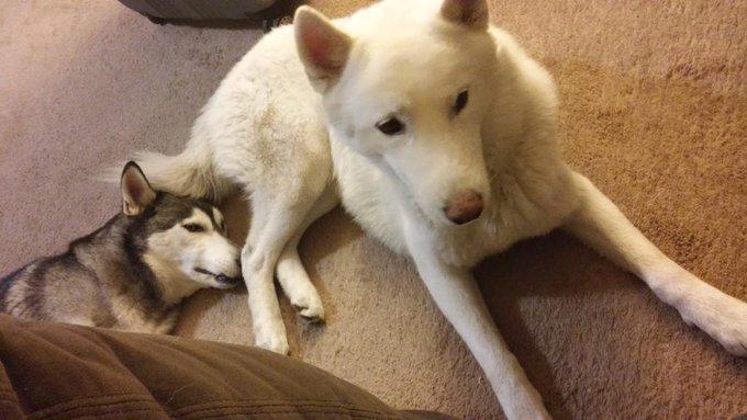 Every day when I take my dogs for a walk I teach them gee and haw (right n left) cuz I can't wait2get