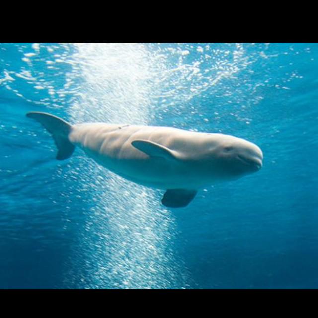belugahype's tweet photo. The Beluga takes the shape of a Majestic white poop http://t.co/UZ9y6kvuo0
