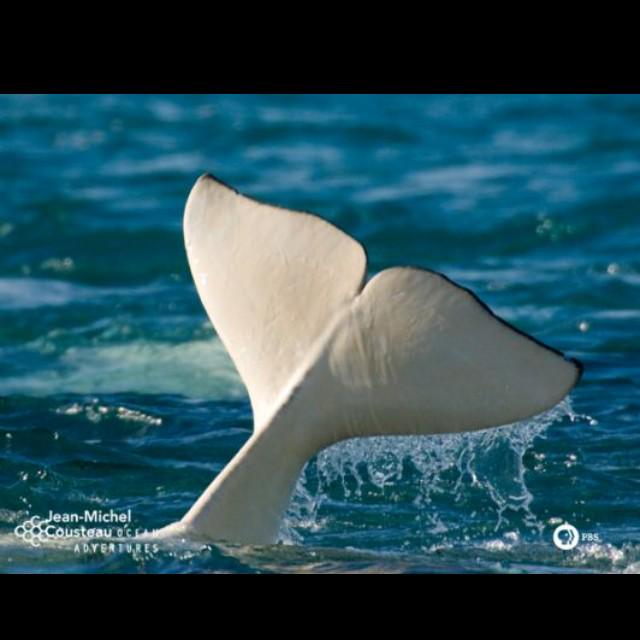 belugahype's tweet photo. Tail pics http://t.co/58hJAAj3zr