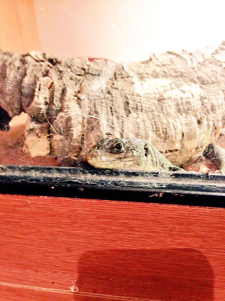 PLGeckos's tweet photo. Cheeky Charlie coming out to see what all the fuss is about around the incubator #reptiles #jewelled #oscillated http://t.co/ndCJ7bpAdX