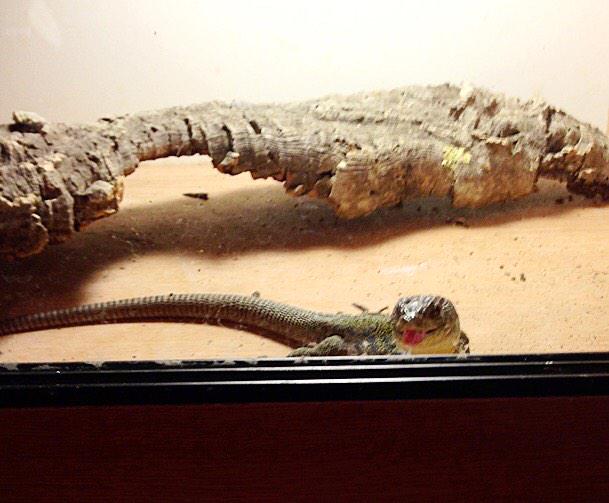PLGeckos's tweet photo. Cheeky Charlie coming out to see what all the fuss is about around the incubator #reptiles #jewelled #oscillated http://t.co/ndCJ7bpAdX