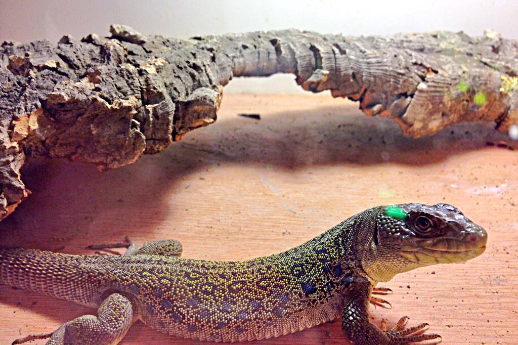 PLGeckos's tweet photo. Cheeky Charlie coming out to see what all the fuss is about around the incubator #reptiles #jewelled #oscillated http://t.co/ndCJ7bpAdX