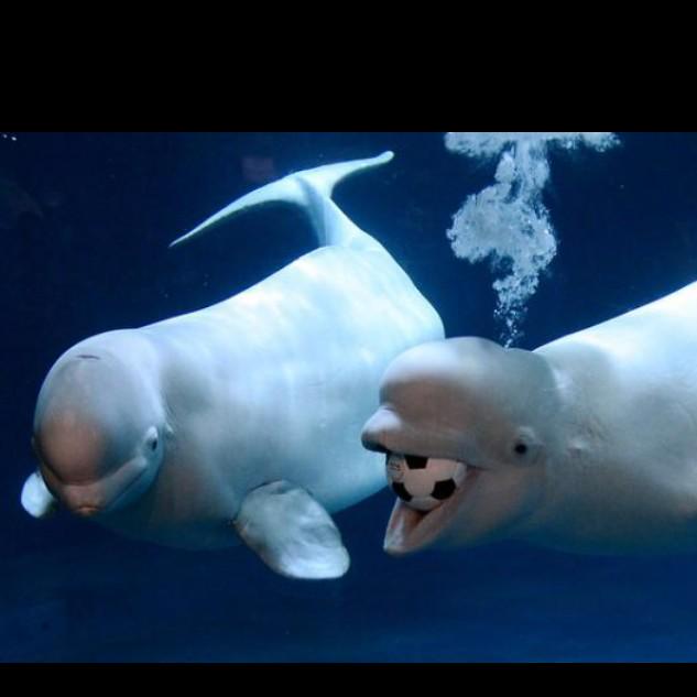 belugahype's tweet photo. Belugas playing with soccer ball http://t.co/xwC7u2tj5n