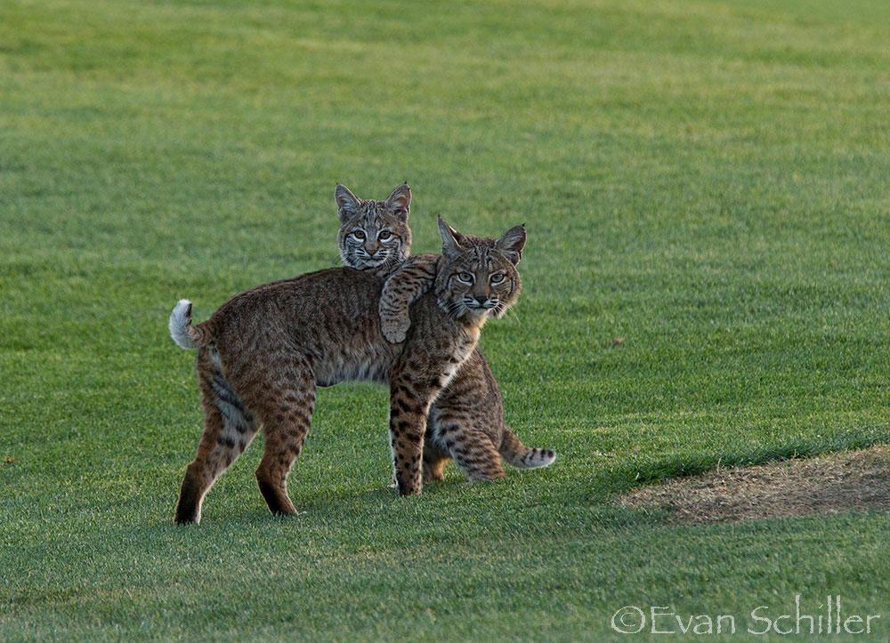 Evan_Schiller's tweet photo. Joined up with an interesting twosome last night on the course!!  #golf #photography #bobcats #california #canon http://t.co/nv8ZX54jeV