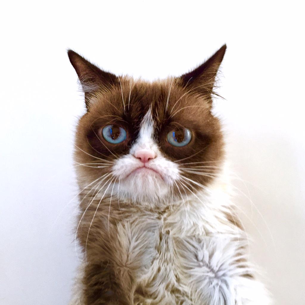 Grumpy Cat (@realgrumpycat) on Twitter photo 