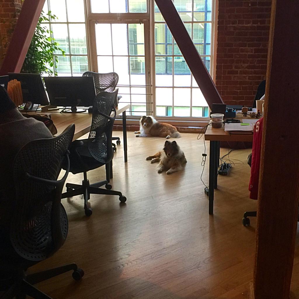 Thanks for visiting Dakota and Maui 😊 #pets #petlovers #SanFrancisco #tech #Friday #PetFriendly #fidofriday #BayArea