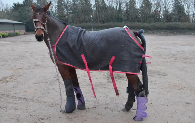 5 of the best moments from when my non-horsey mother 'helps' po.st/5gzLhx