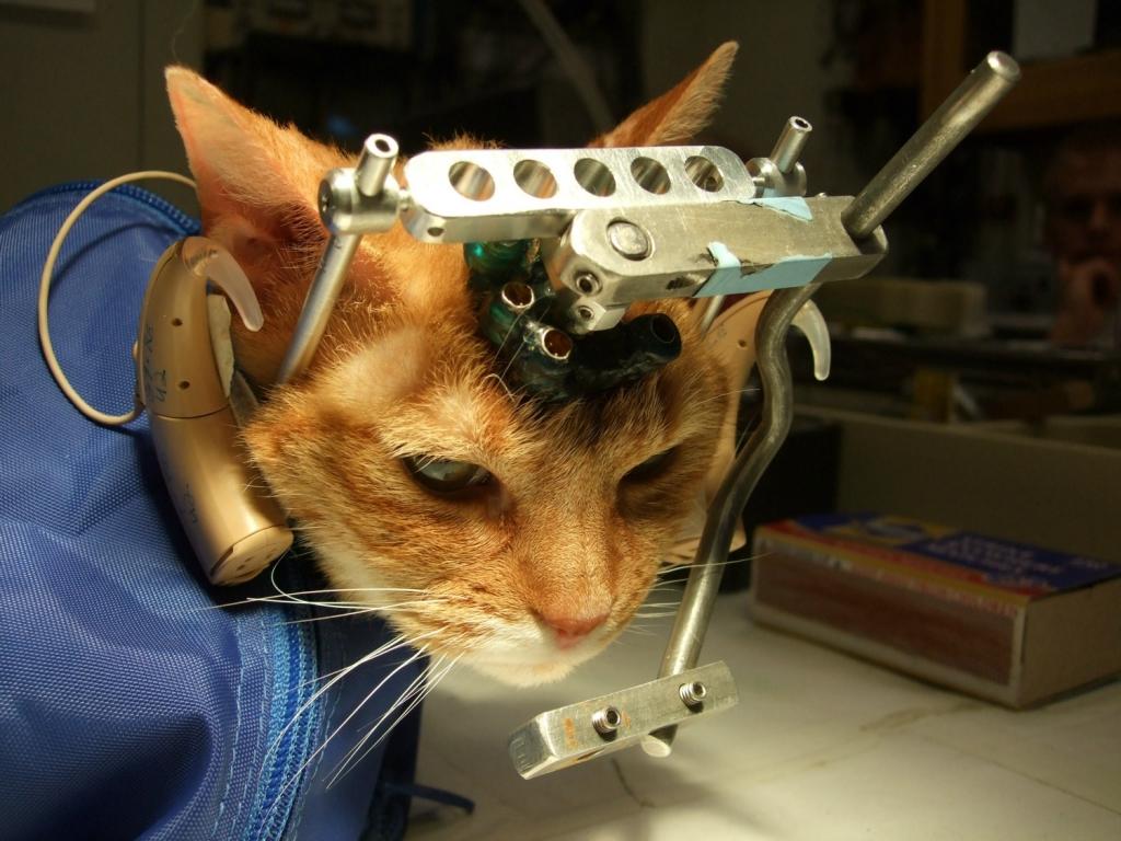 ginachron's tweet photo. Great NEWS - U #WisconsinMadison Closes Cruel Cat Lab. Last cats get new homes http://t.co/n3cPJJTBDh #banvivisection http://t.co/JZuI5lOQzB