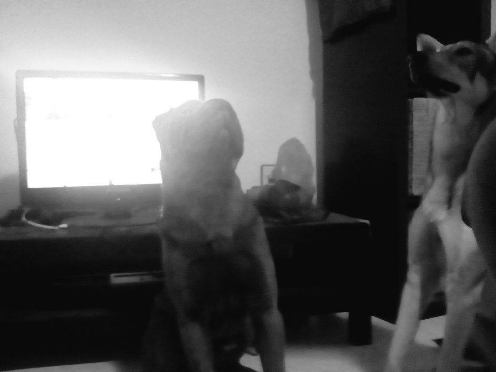 efrenmahoh's tweet image. Noche prepartido= noche de video de @CrugbyULL , esta vez con Coco y Dina. #CRULL #rugbycanario