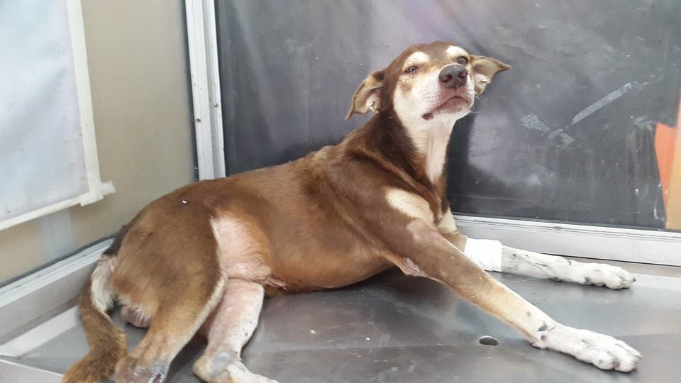 TEAFundacion's tweet photo. Mapasingue Oeste, rescatado, internado. Buscamos a su dueño. RT http://t.co/cXNFpd4MzP
