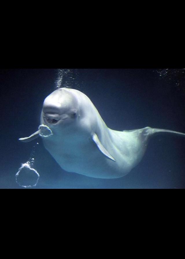 belugahype's tweet photo. Blowin' O's http://t.co/P8RwJshusS
