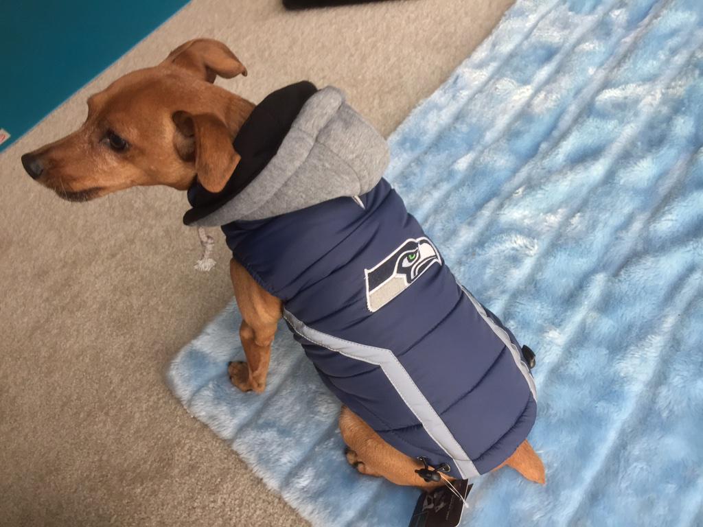 CooperMinPin's tweet photo. Dear @Seahawks - I'm digging my new jacket! #12thDog #SuperBowl ready! http://t.co/r4ppYeOqYo