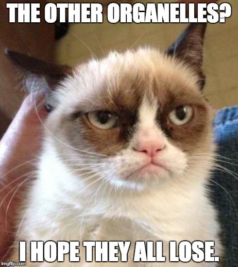 letsdividecells's tweet photo. @thebiospace #alltheotherorganelles We are the best, don't deny it. #ahsoic15 http://t.co/uKdb0qUMKf