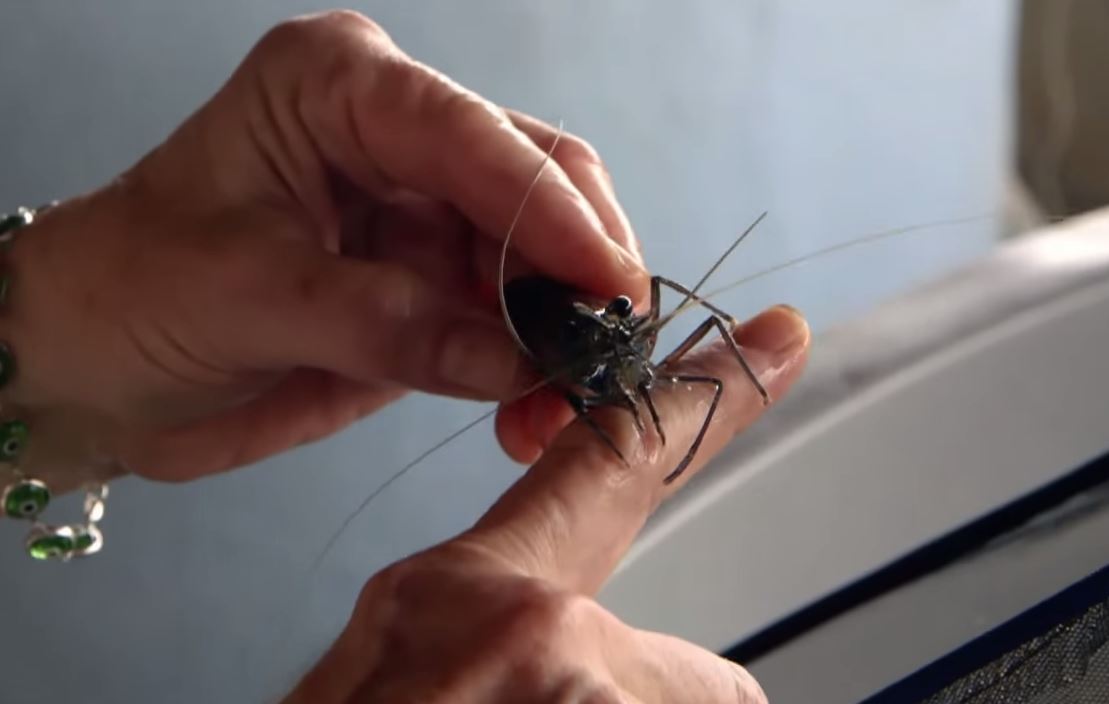 Lifelines tweet media