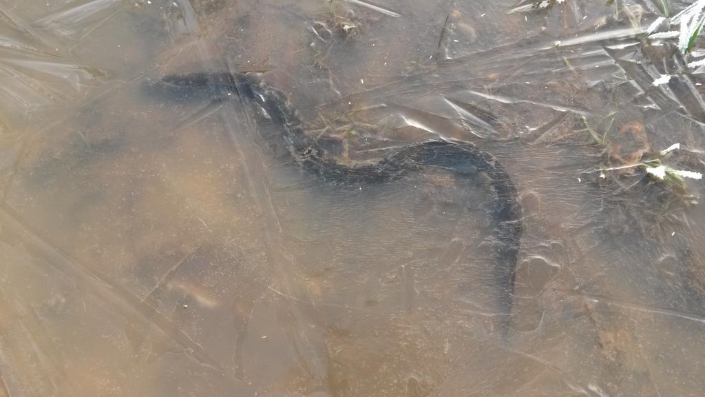 Not every day you find a Eel trapped in a puddle under ice in the middle of a field ??