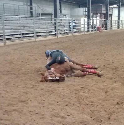oldgloryequine's tweet photo. Taking a nap with #forgottenFortune #equinecomebackchallenge http://t.co/KbMlLEXKeA