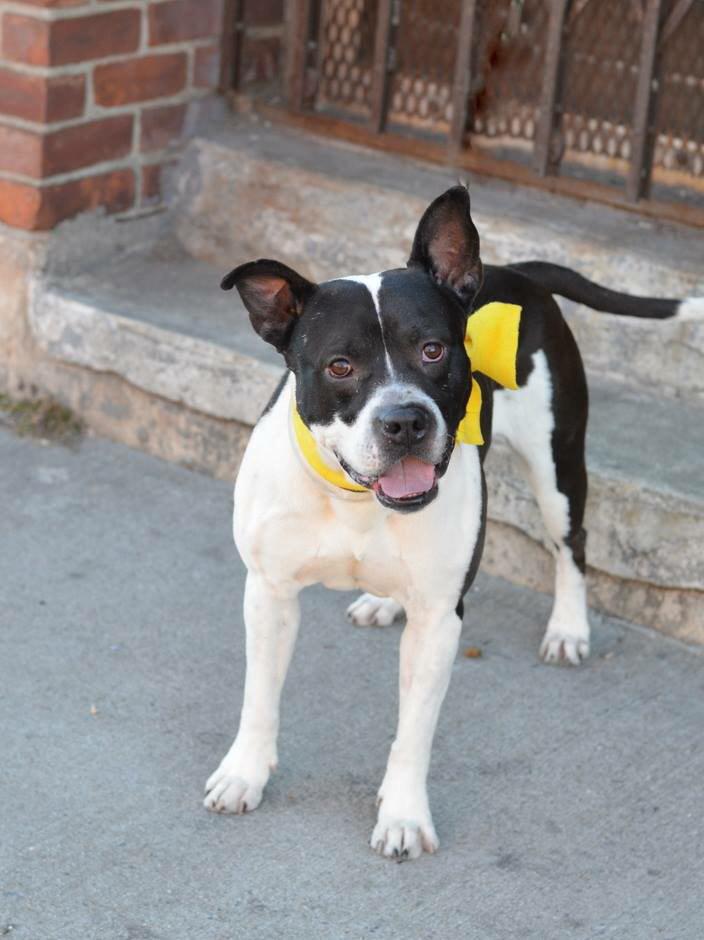 southernpride50's tweet photo. TO DIE 1/24/15. NYC. JACKSON- M PITTIE MIX 3 YRS. https://t.co/1MU4trShz0 http://t.co/priU2ihZ0E