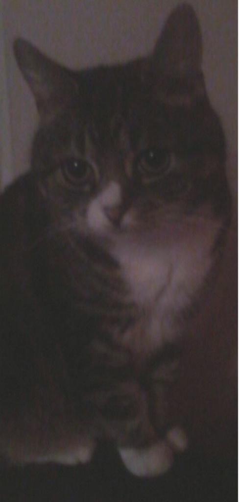 mango_tesco_cat's tweet photo. http://t.co/LBD5zqgJPD