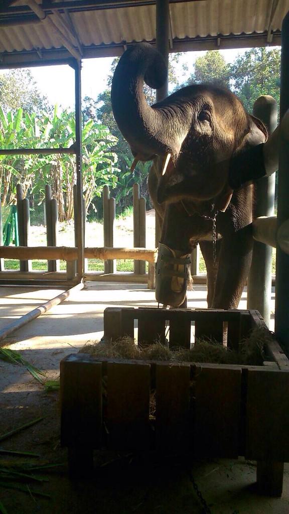 SoraidaSalwala's tweet photo. Look at how happy Mosha is! ได้ใส่ขาเทียมเดิน โม่ชะดีใจ #prosthetic http://t.co/vIcZGDaIL4