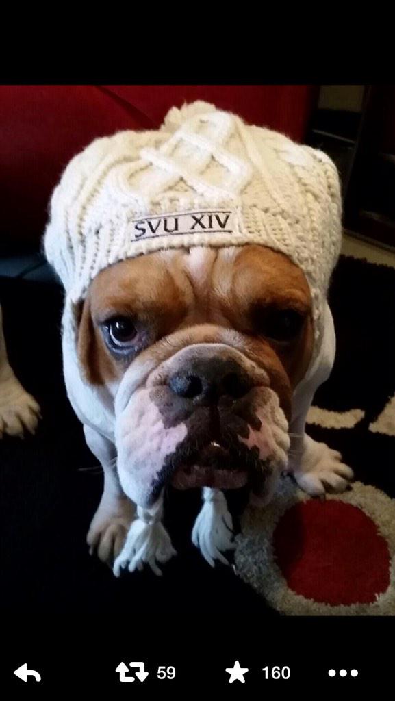 Happy birthday I got you this picture of Ice T\s dog in an SVU hat 