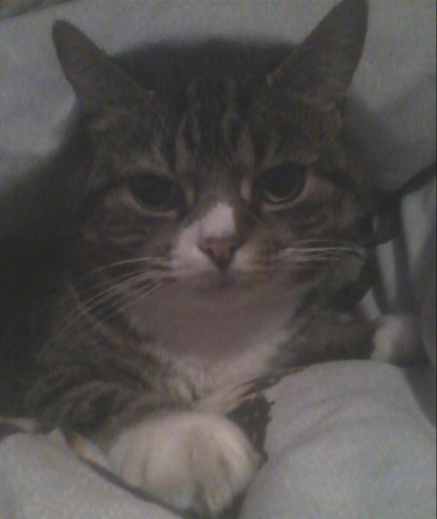mango_tesco_cat's tweet photo. http://t.co/LBD5zqgJPD