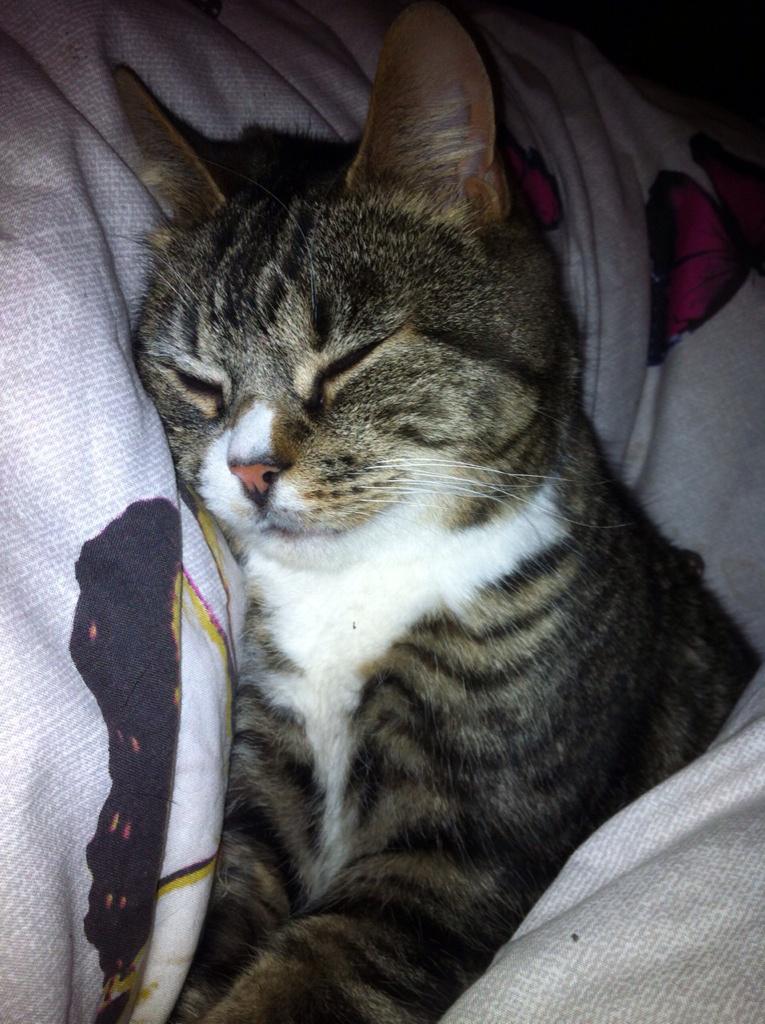 mango_tesco_cat's tweet photo. http://t.co/cXUGrtn9VK