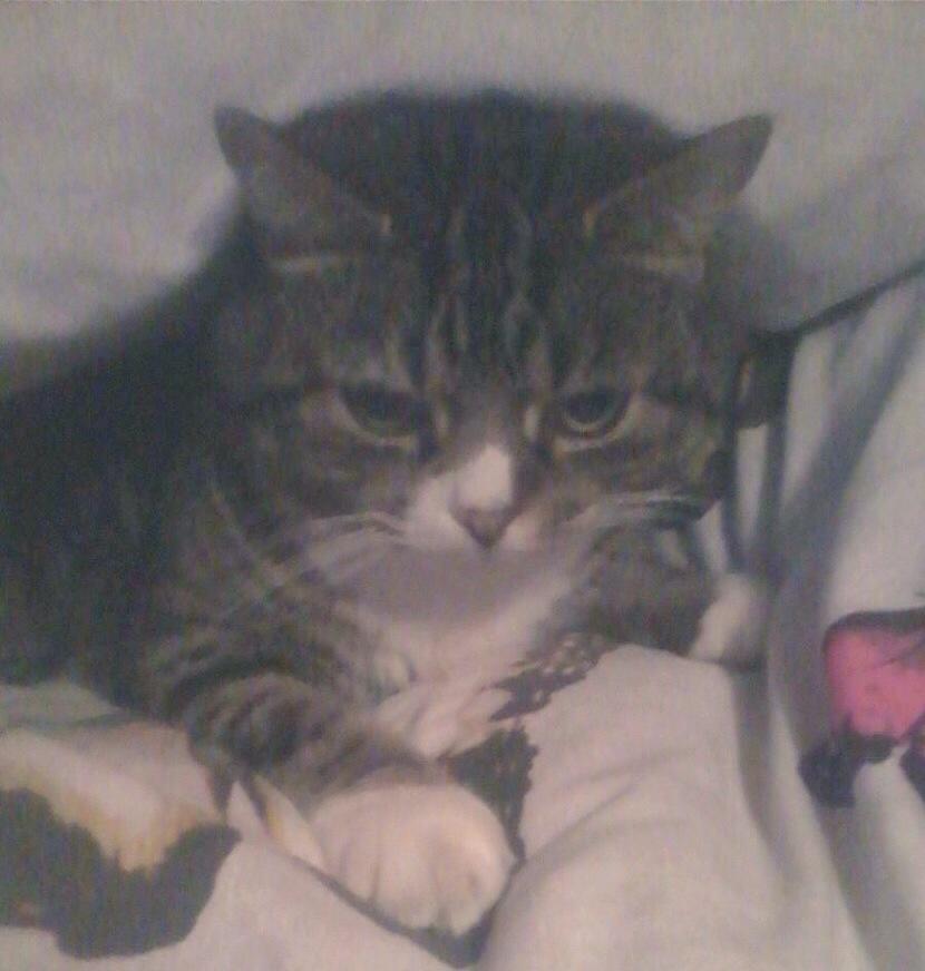 mango_tesco_cat's tweet photo. http://t.co/LBD5zqgJPD