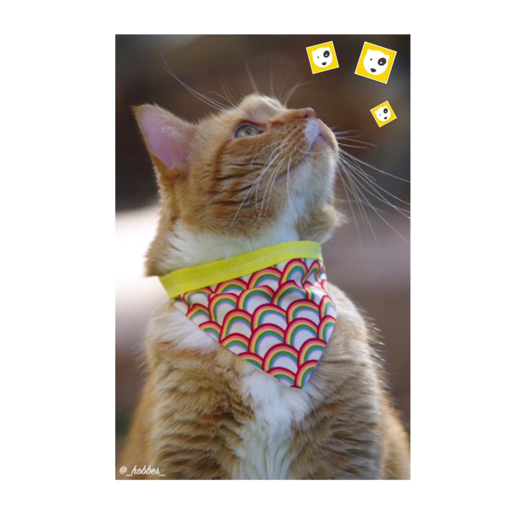 NaranjitaCat's tweet photo. β@GingerHobbes: Some where over the rainbow is the new #FuzmoApp #AreYouReady ? @Fuzmo http://t.co/OzsyLlRKEBβ what does it do?