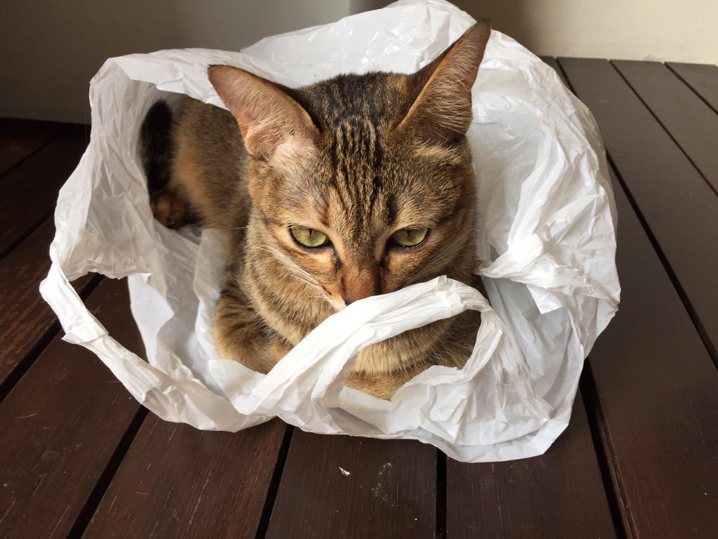 APsarianos's tweet photo. @gobaggirl @Sentosa_Island @OnePiece thanks Jessica for the tips. Do you like cats. http://t.co/JGrYrjkWQZ