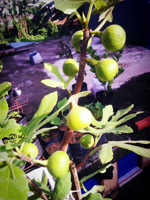 reskans's tweet photo. yang lain n mau panen cc k @ratna_ida, @PLBBerkebun http://t.co/eFBv4afXYH