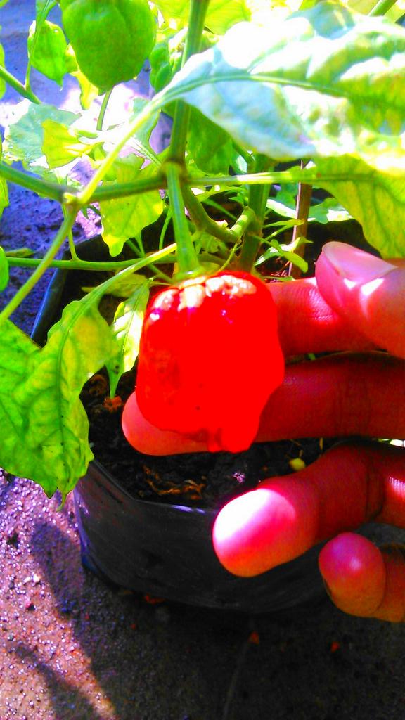 reskans's tweet photo. yang lain n mau panen cc k @ratna_ida, @PLBBerkebun http://t.co/eFBv4afXYH