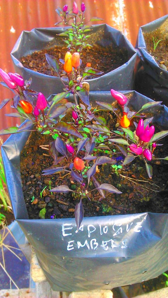 reskans's tweet photo. yang lain n mau panen cc k @ratna_ida, @PLBBerkebun http://t.co/eFBv4afXYH