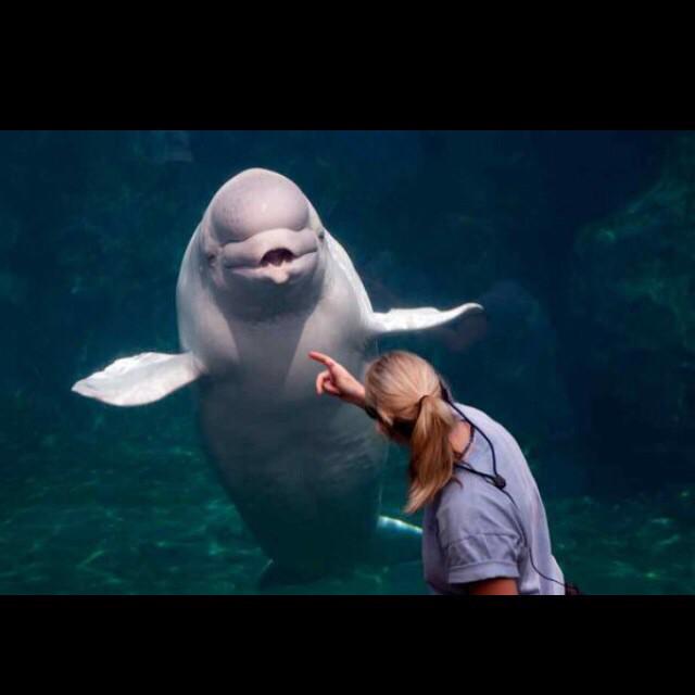 belugahype's tweet photo. Look at this Beluga react with a spectator http://t.co/YtNEd0hcQ4