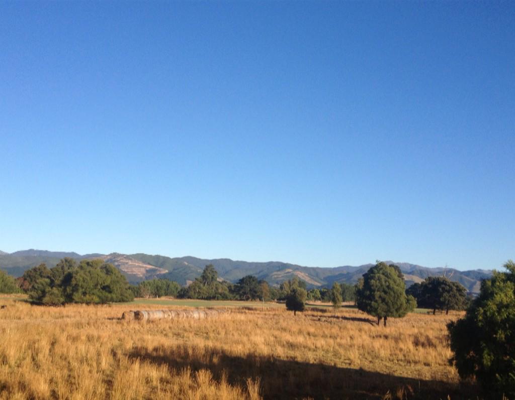 WildPukaha's tweet photo. Well done to everyone who completed the Holdsworth-Jumbo trail run today. What a scorcher #33degrees! http://t.co/cVDTEtheT2
