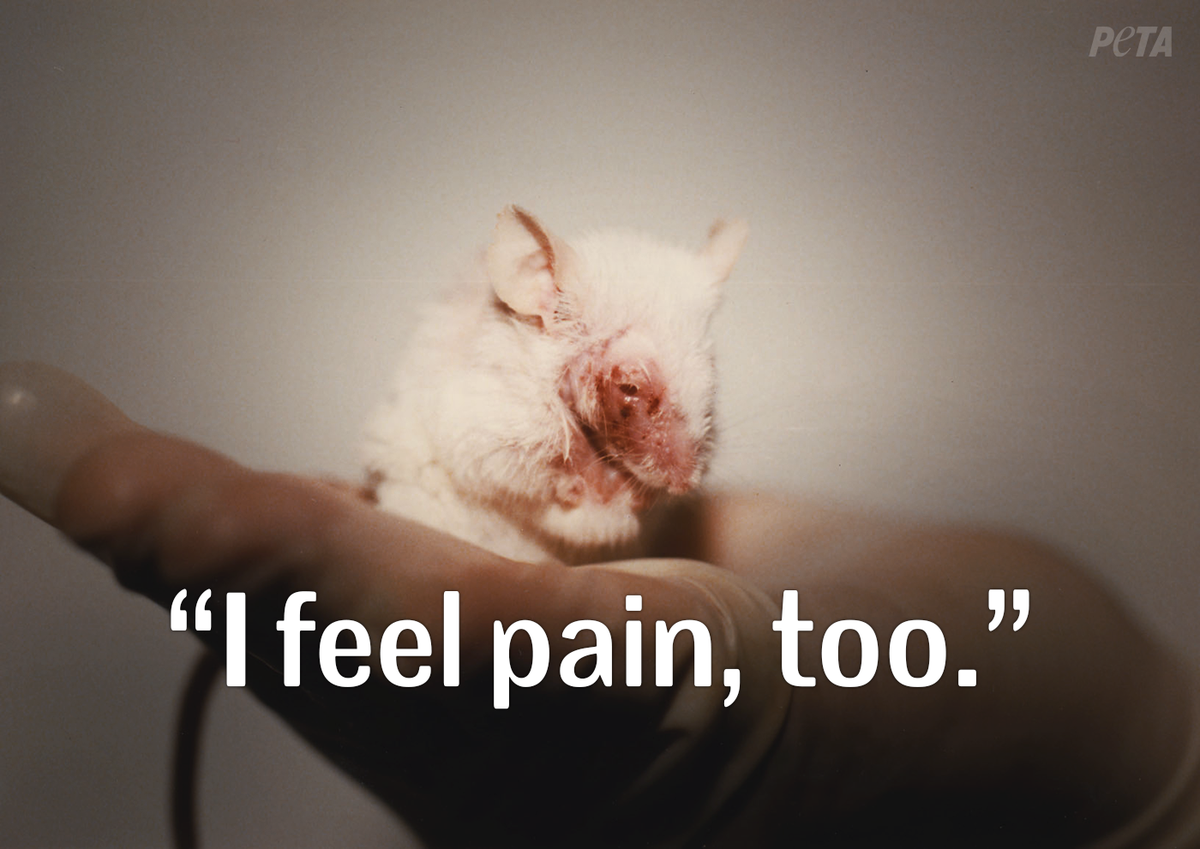 peta's tweet photo. SO WRONG:

Law considers mice/rats' lives 2 be such LITTLE VALUE they don't have 2 be counted: http://t.co/gpRChkFHuW http://t.co/lUzhP5ruEh