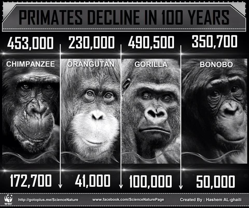 Awful loss of our cousin apes over 100 years