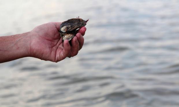 Oceanwire's tweet image. Conservation project hopes to bring back New Yorks oysters tinyurl.com/klgf7qh MT @SemanticEarth