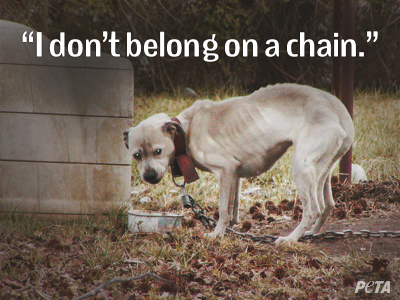 peta's tweet photo. HEARTBREAKING: Emaciated dog found w 7-ft chain EMBEDDED in neck http://t.co/WafFaznOnl

RT if u want 2 #BanChaining! http://t.co/RO4jrtdSPX