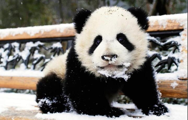 PandaEnfadao's tweet photo. BUEENOOOS DIAAAS!! Que frío hace http://t.co/YZiSP4fntg