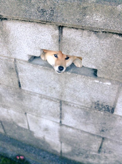 ちょ 壁から 犬 が生えてるんだけどｗ Matomehub まとめハブ