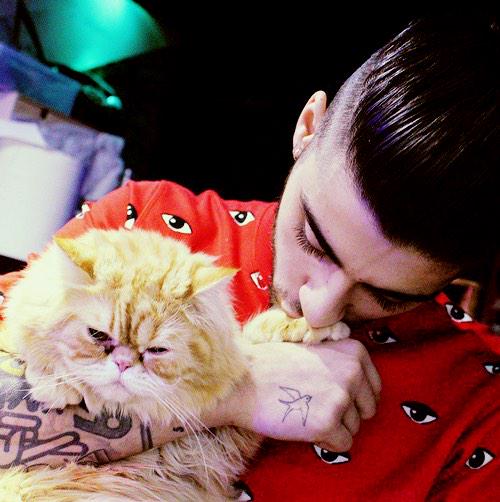 Zayn. (@stcrbvckz) on Twitter photo 