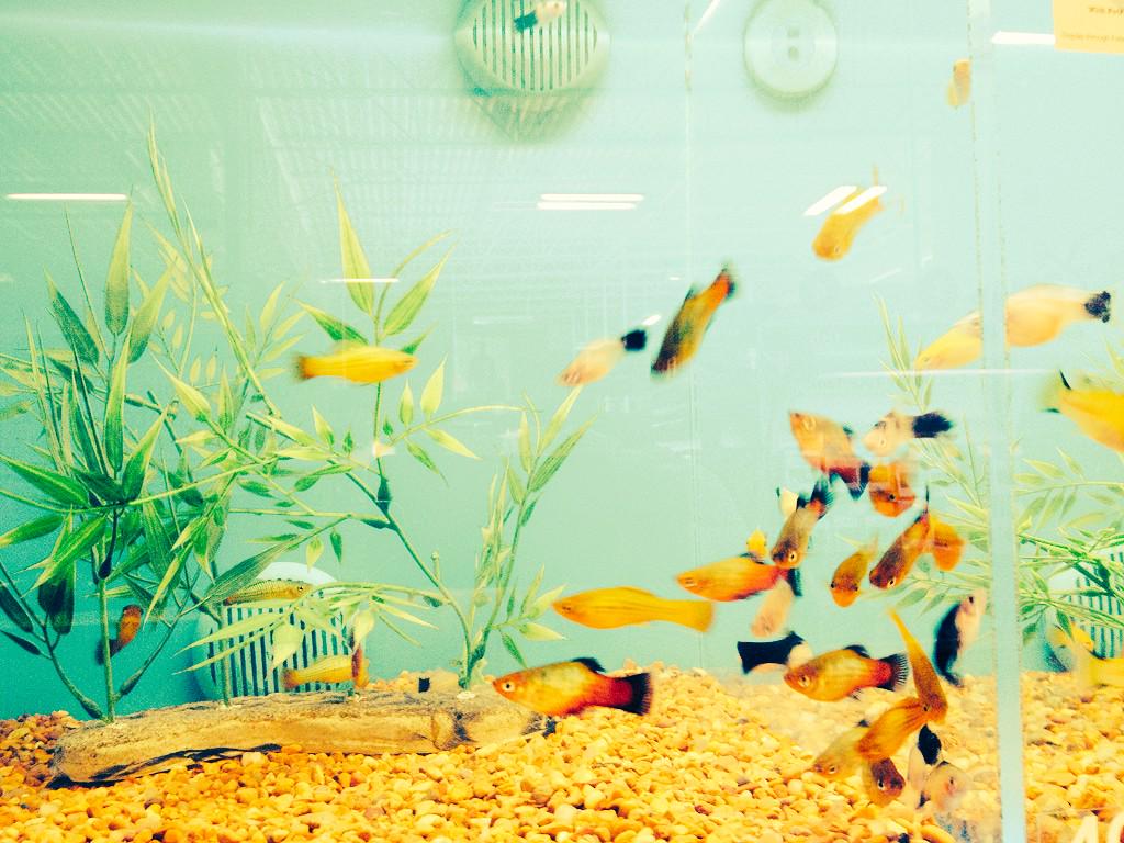 TempleManager's tweet photo. Come #feedthefish this morning at 10am in Temple!! Bring the family!! http://t.co/845xLa9vmY