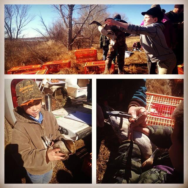 FriendsofBosque's tweet image. San Antonio 3rd graders banding ducks at Bosque del Apache as part of our ECOLAB program!