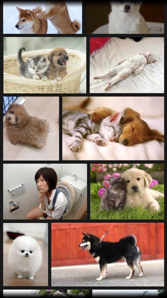 panicunko's tweet image. 犬で画像検索した結果。
犬…？