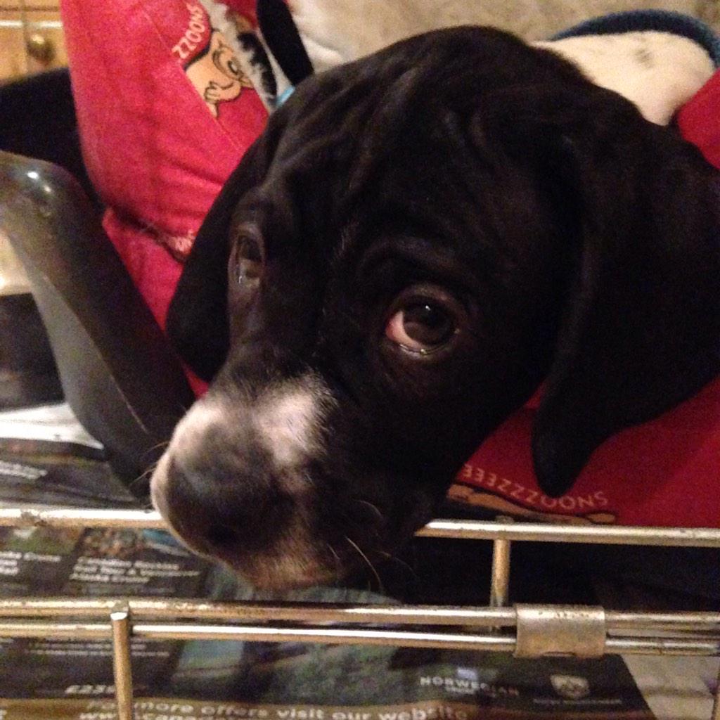 DesignEyesinter's tweet image. Happy Saturday! I've been attempting productivity but have mainly been having hugs with this one..