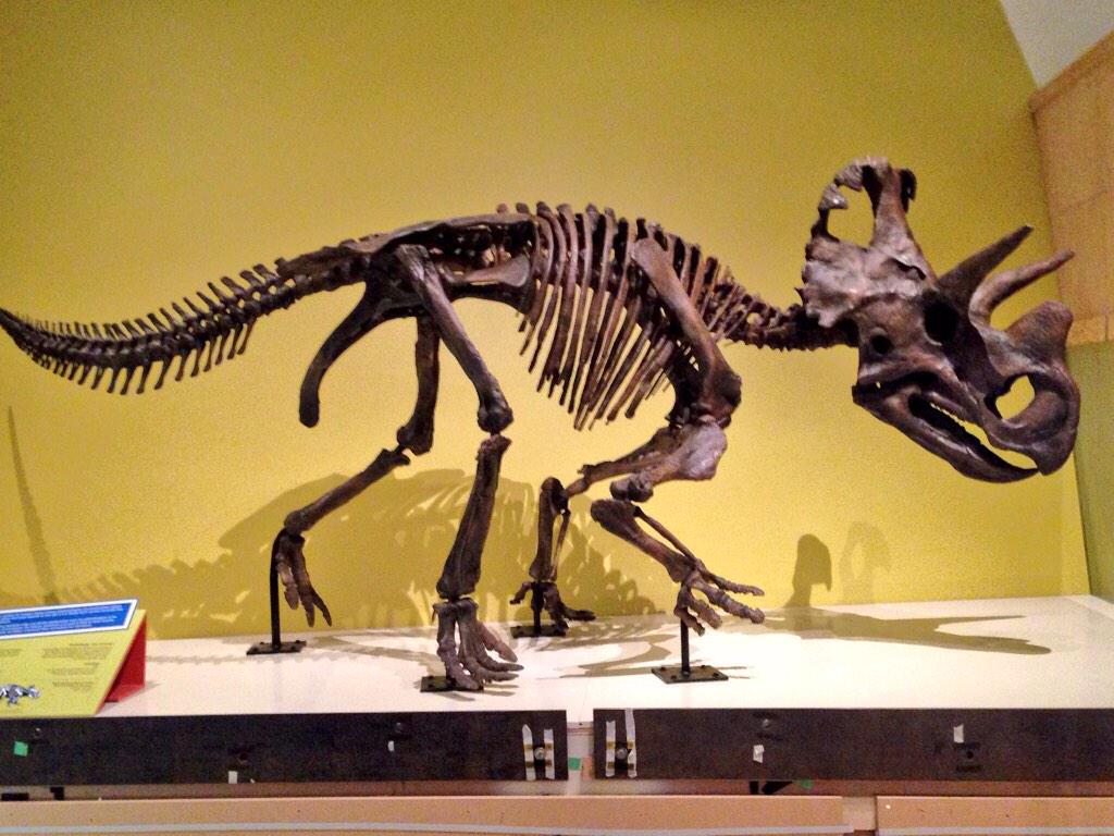 The Five Best Dinosaur Discoveries in Canada â All About Canadian History