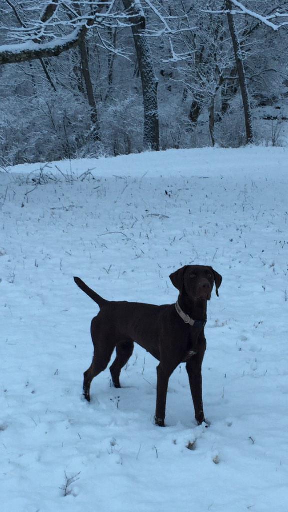 bbholley13's tweet photo. @SportDOGBrand @sportingdogtv first snow of year. Sadie. GSP http://t.co/ytCIbYITY8